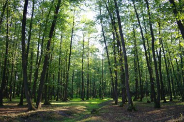 Doğanın güzel bir sahnesi.