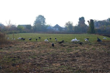 Doğanın güzel bir sahnesi.