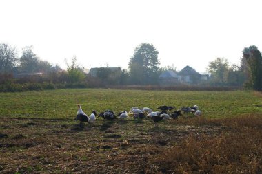 Doğanın güzel bir sahnesi.