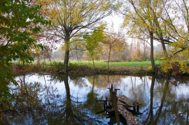 Güz ormanı manzarası güzel ağaçlar ve nehirlerle