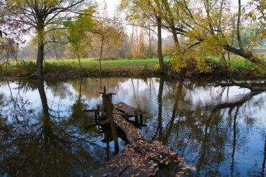 Güz ormanı manzarası güzel ağaçlar ve nehirlerle