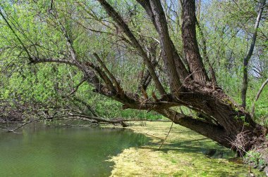 Doğanın güzel bir sahnesi.