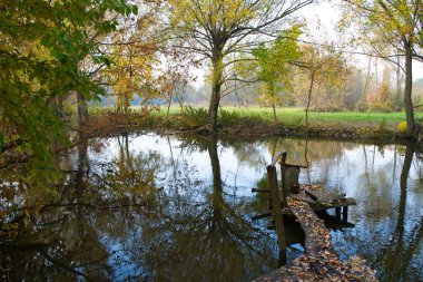 Güz ormanı manzarası güzel ağaçlar ve nehirlerle