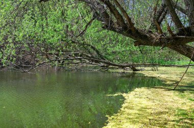 Doğanın güzel bir sahnesi.