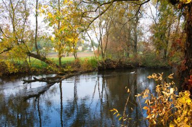 Güz ormanı manzarası güzel ağaçlar ve nehirlerle