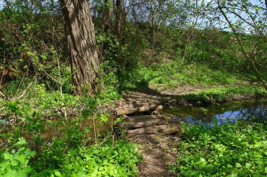 Doğanın güzel bir sahnesi.