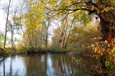Güz ormanı manzarası güzel ağaçlar ve nehirlerle