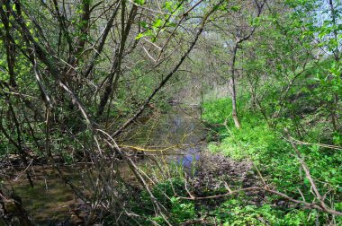 Doğanın güzel bir sahnesi.