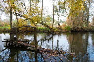 Güz ormanı manzarası güzel ağaçlar ve nehirlerle