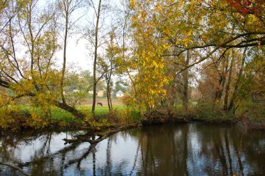 Güz ormanı manzarası güzel ağaçlar ve nehirlerle