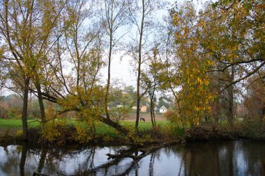 Güz ormanı manzarası güzel ağaçlar ve nehirlerle