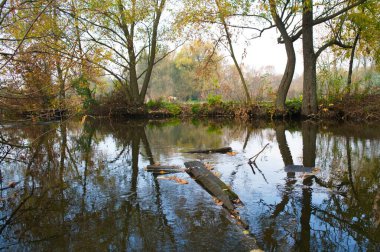 Güz ormanı manzarası güzel ağaçlar ve nehirlerle