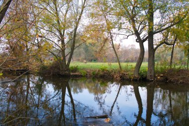 Güz ormanı manzarası güzel ağaçlar ve nehirlerle