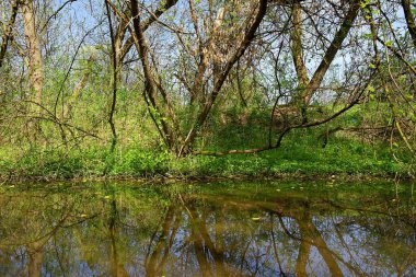 Ormanın güzel manzarası
