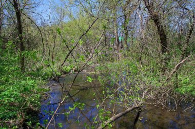 Ormanın güzel manzarası