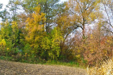 Parlak ağaçlı güzel sonbahar manzarası