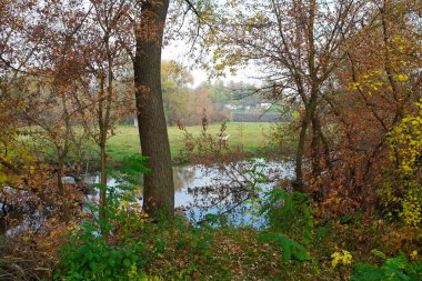 Güz ormanı manzarası güzel ağaçlar ve nehirlerle