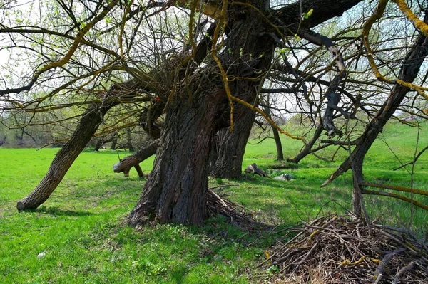 Árbol Bosque —  Fotos de Stock