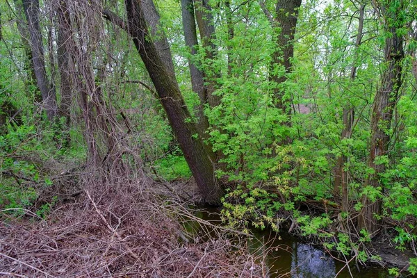 Dağlardaki güzel orman