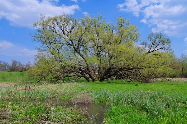 Wiosenny Krajobraz Drzewem Rzeką — Zdjęcie stockowe