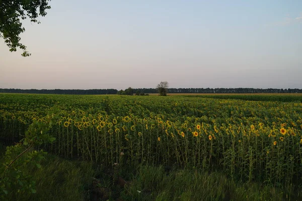 Bela Paisagem Com Campo Trigo Uma Grama Verde — Fotografia de Stock