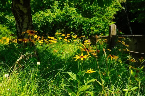 Bahçedeki güzel çiçekler