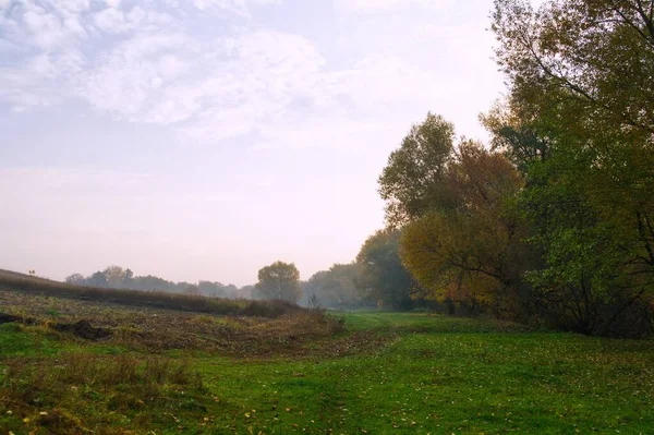 Beautiful Landscape Tree Field Trees — Stock Photo, Image