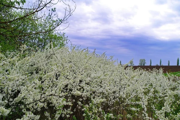 Красиві Весняні Квіти Дереві Весняне Цвітіння — стокове фото