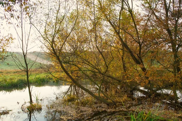 Ormanın güzel manzarası
