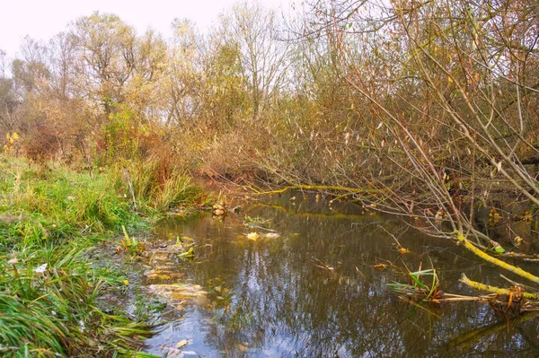 Beau Paysage Avec Rivière Forêt — Photo