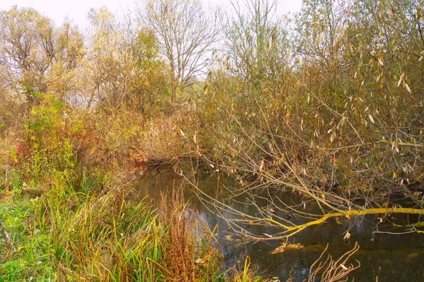 Nehir ve ağacı olan güzel bir manzara.