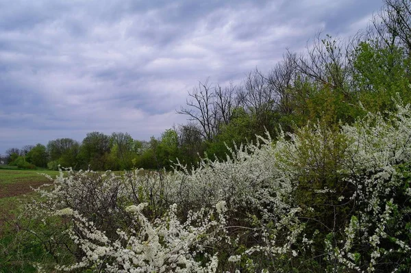 Ağaçtaki güzel bahar çiçekleri. Bahar çiçekleri 