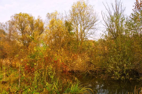 Autumn Forest Landscape Beautiful Trees River — Stock Photo, Image