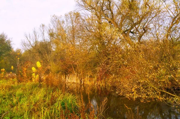 Paysage Forestier Automne Avec Beaux Arbres Rivière — Photo