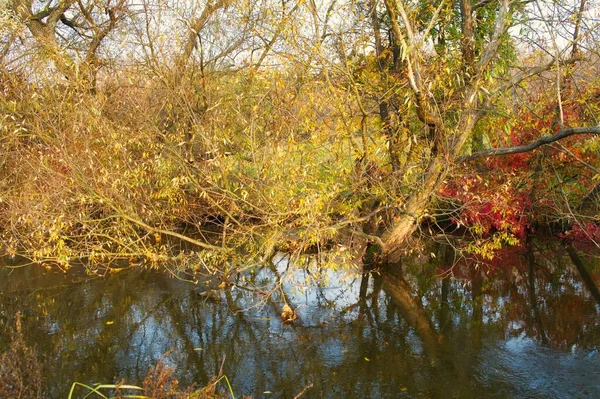 Parktaki ormanın güzel manzarası