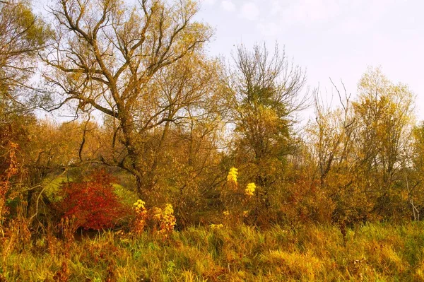 Ağaçlar ve yapraklarla dolu sonbahar manzarası