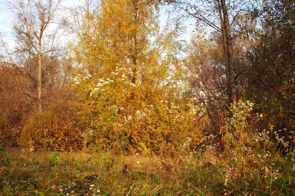 Autumn Forest Landscape Beautiful Trees — Stock Photo, Image