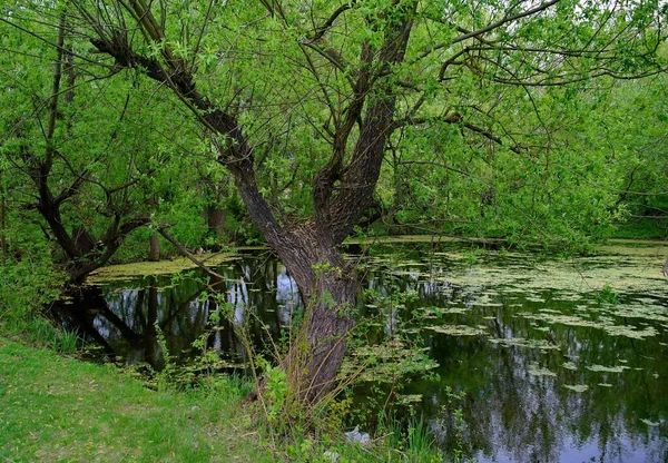 Nehir ve gölü olan güzel bir manzara.