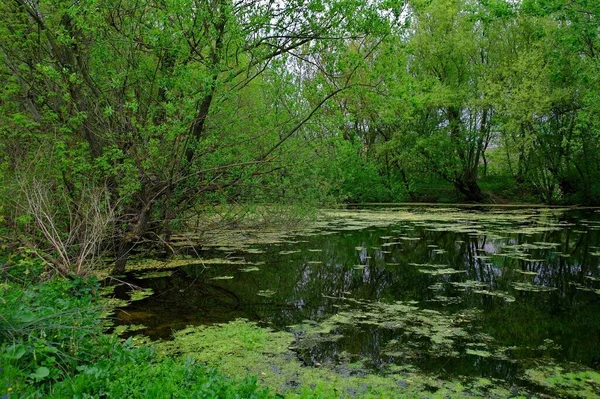 Vacker Utsikt Över Skogen — Stockfoto