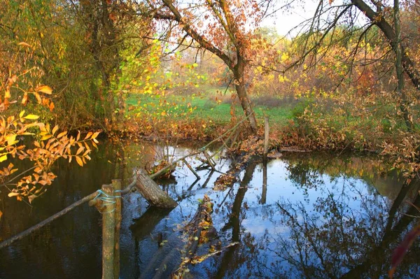 Осінній Лісовий Пейзаж Красивими Деревами Річкою — стокове фото