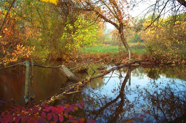 Güz ormanı manzarası güzel ağaçlar ve nehirlerle