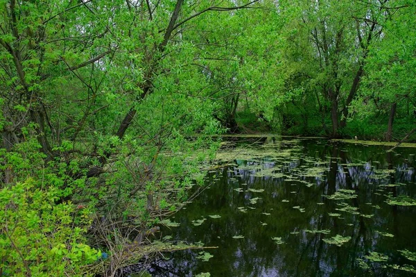 Vacker Utsikt Över Skogen — Stockfoto