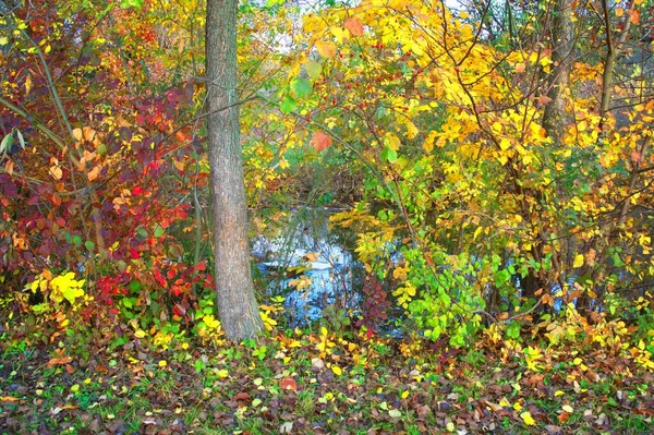 Renkli yapraklı sonbahar manzarası