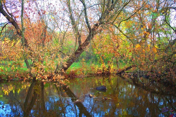 Güz ormanı manzarası güzel ağaçlar ve nehirlerle