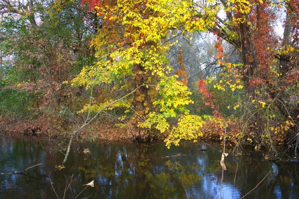 Осінній Лісовий Пейзаж Красивими Деревами Річкою — стокове фото