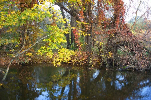 Φθινοπωρινό Δασικό Τοπίο Όμορφα Δέντρα Και Ποτάμι — Φωτογραφία Αρχείου