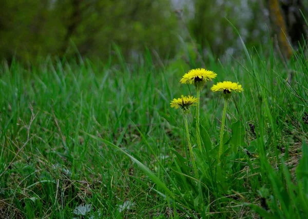 Çimlerde Karahindiba — Stok fotoğraf