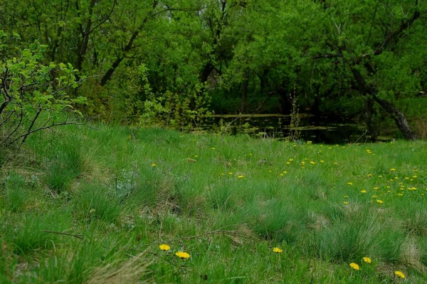 Ormanda küçük bir nehri olan güzel bir bahar manzarası