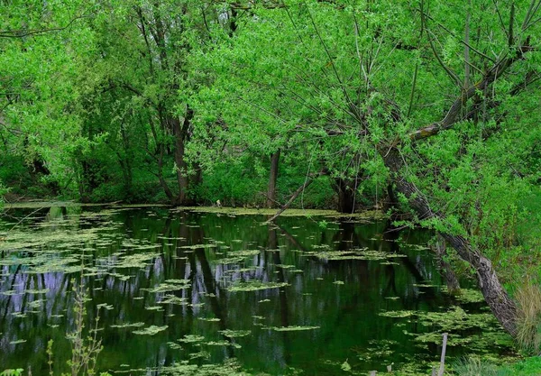 Wunderschöne Landschaft Mit Fluss Und Teich — Stockfoto