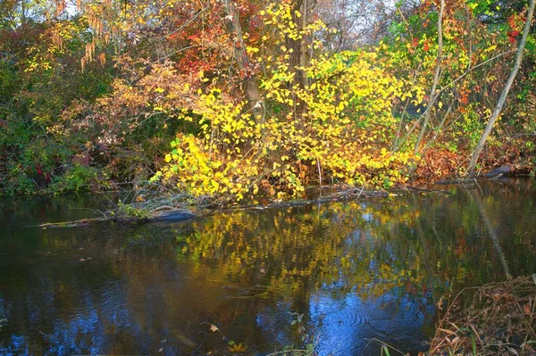 Осенний Лесной Пейзаж Красивыми Деревьями Рекой — стоковое фото